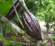 Raw cocoa nibs